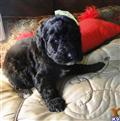 Labradoodle