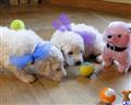 Labradoodle