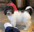 Labradoodle