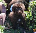 Labradoodle