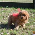 Labradoodle