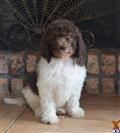Labradoodle