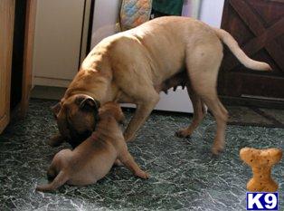 Bullmastiff Puppies for Sale