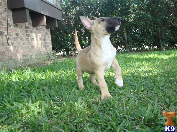 Puppies in HOUSTON