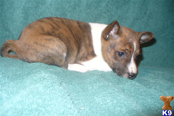 Basenji Puppies in WI
