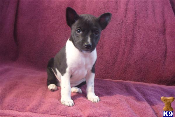 Basenji Puppies in WI