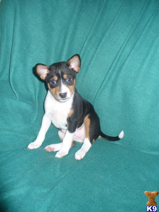 Basenji Puppies in WI