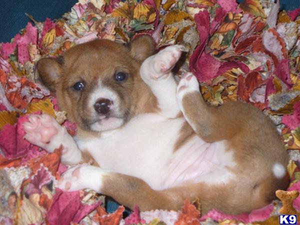 Basenji Puppies in WI