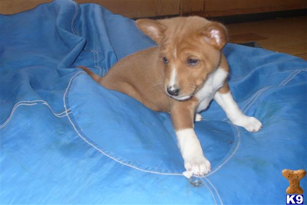 Basenji Puppies in WI