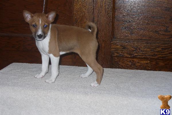 Basenji Puppies in WI