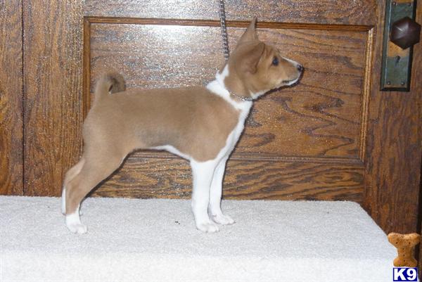 Basenji Puppies in WI