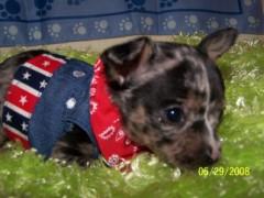 Chihuahua Puppies in TX