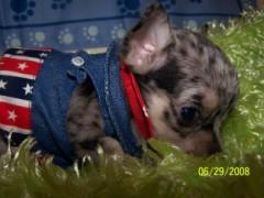 Chihuahua Puppies in TX