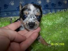 Chihuahua Puppies in TX