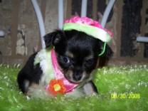 Chihuahua Puppies in TX