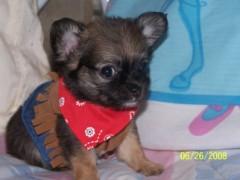 Chihuahua Puppies in TX