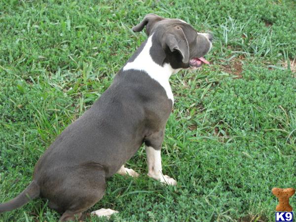 red and blue xxl pittbull puppies for sa