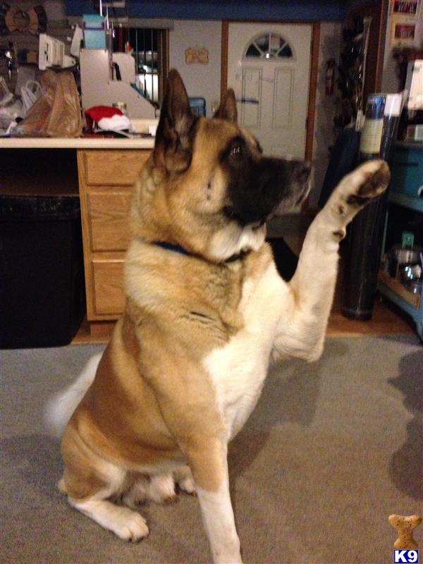 Stud Dogs - Akita