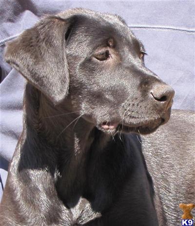 Dogs for Sale in CA