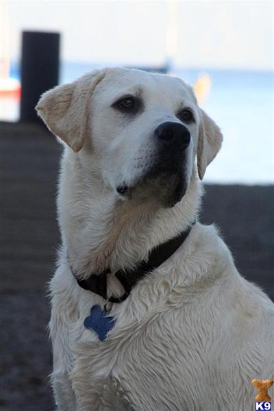 Stud Dogs - Labrador Retriever