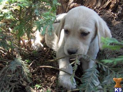 Labrador Retriever Puppies for Sale