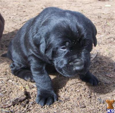 Labrador Retriever Puppies for Sale