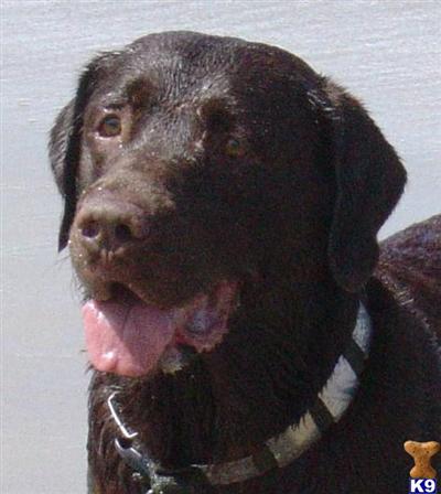 Stud Dogs - Labrador Retriever
