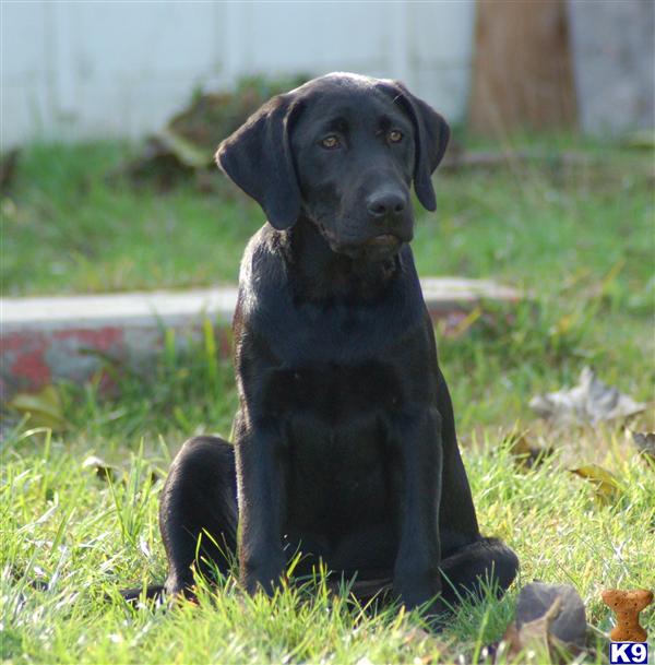 Puppies in Salinas