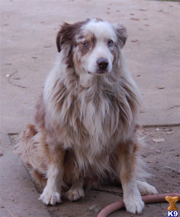 Dogs - Anatolian Shepherd Dog