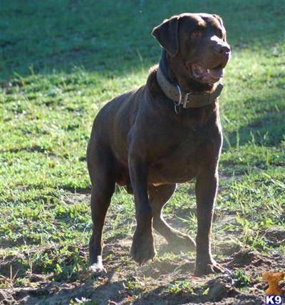 Stud Dogs - Labrador Retriever