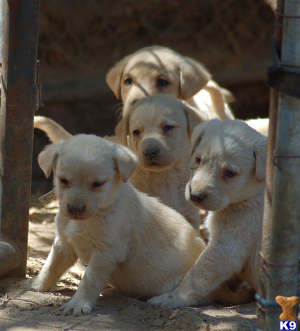 Puppies in Salinas