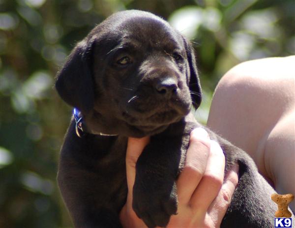 Puppies in Salinas