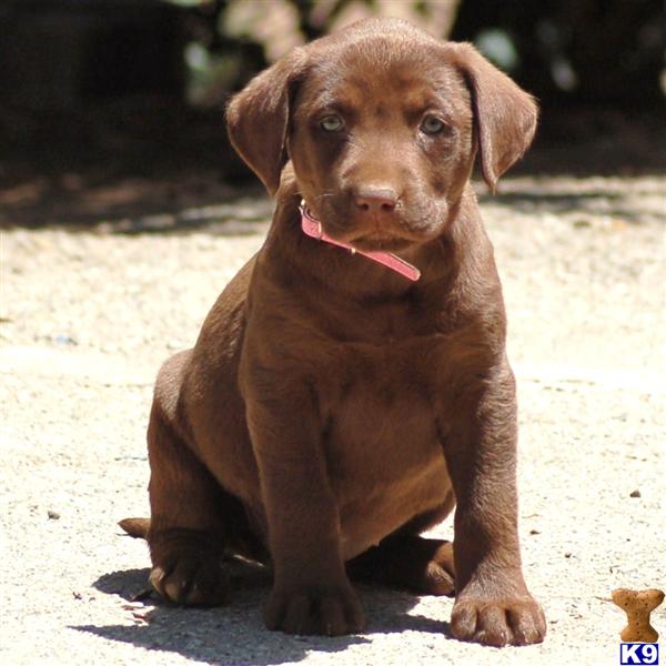 Puppies in Salinas