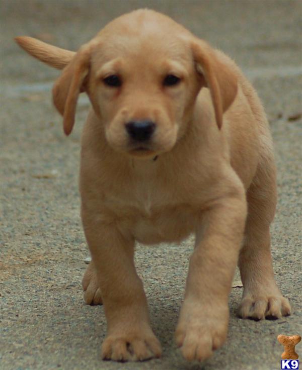 Labrador Retriever