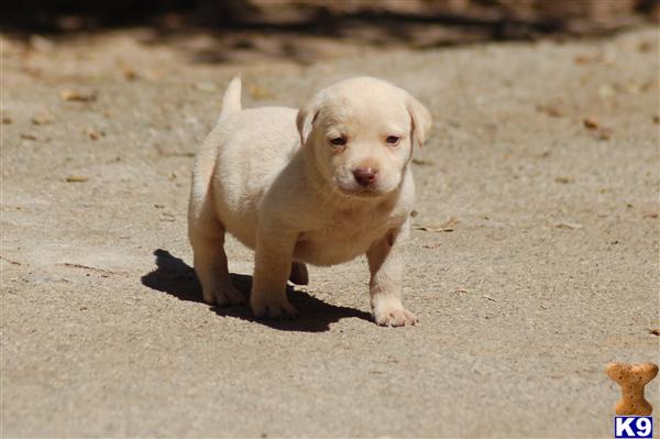 Labrador Retriever