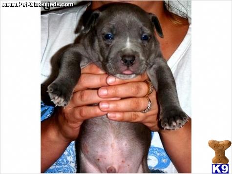 American Pit Bull Puppies in TX