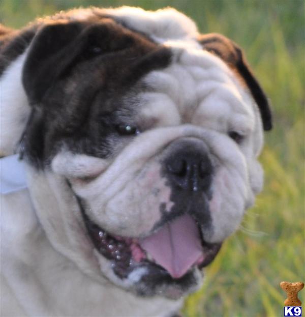 Stud Dogs - English Bulldog