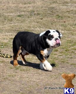 Stud Dogs - English Bulldog