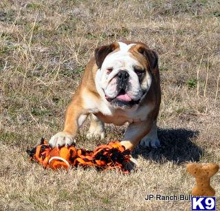 Stud Dogs - English Bulldog
