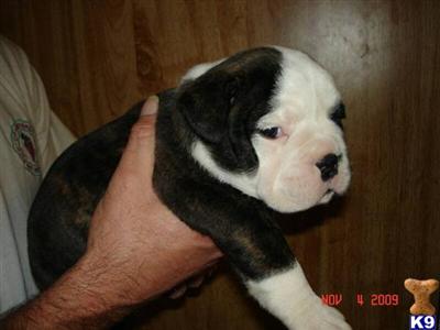 Old English Bulldog Puppies for Sale
