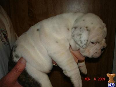 Old English Bulldog Puppies for Sale