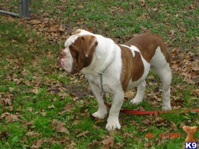 Stud Dogs - Old English Bulldog