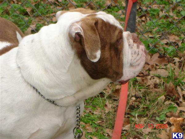 Stud Dogs - Old English Bulldog