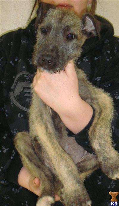 Irish Wolfhound Puppies for Sale