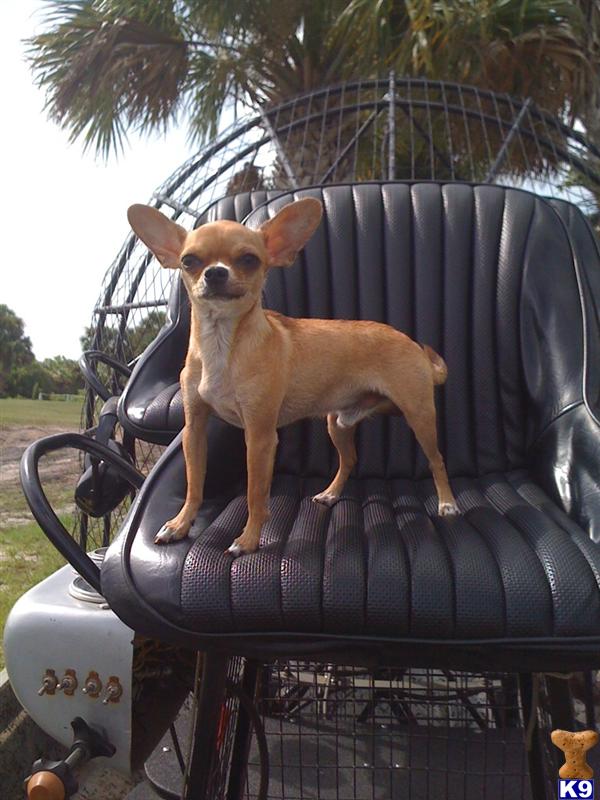 Stud Dogs - Chihuahua