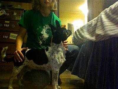 Stud Dogs - Rat Terrier