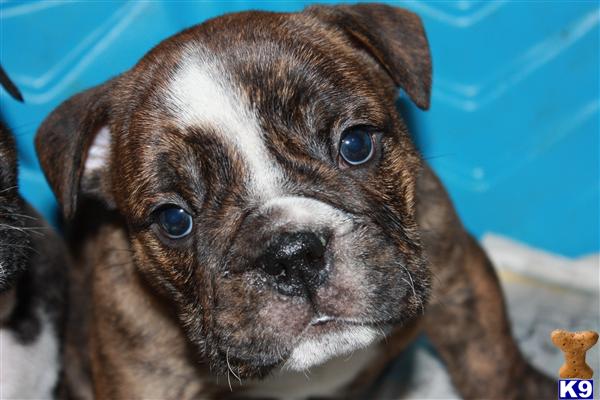 Puppies in Norco