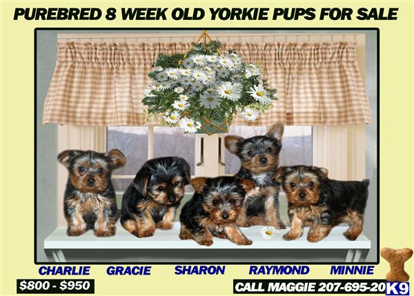 Puppies in ME