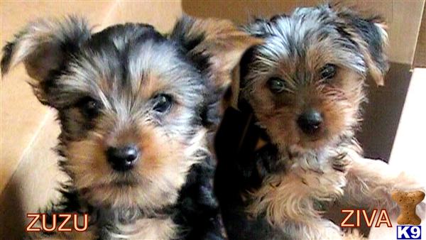 Puppies in ME