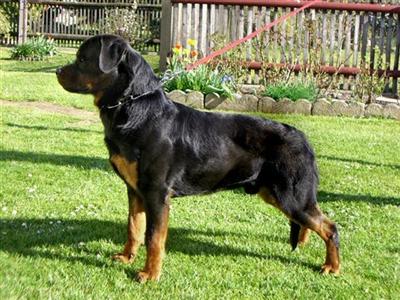 Stud Dogs - Rottweiler